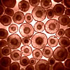 cells