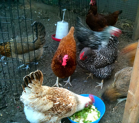 hens