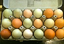 eggs in carton