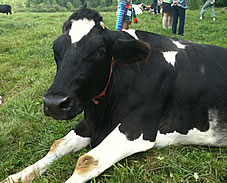 cow