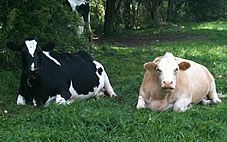 two cows in field