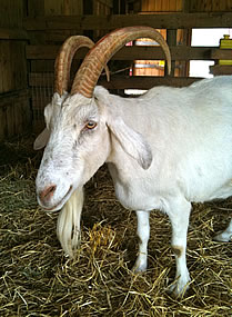 goat