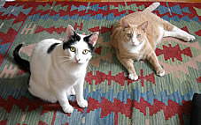 our cats Reuben and Marvin